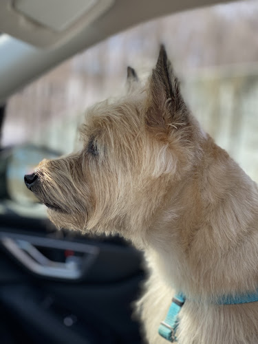 Penelope's Pooches LLC