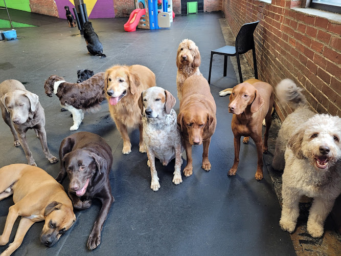 Peninsula Pups Doggie Daycare