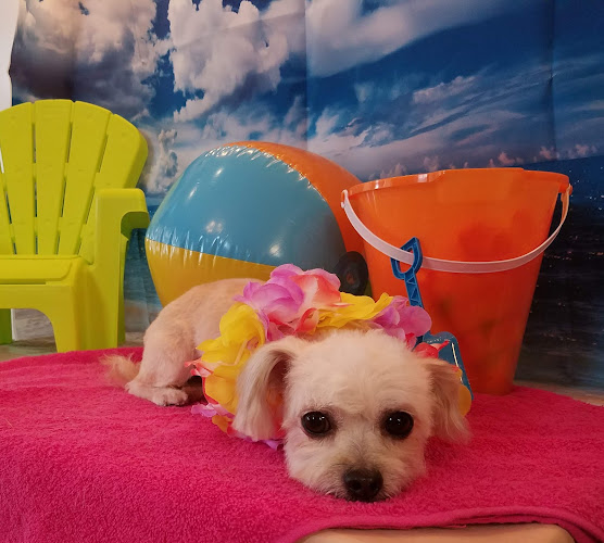 Penny and the Wolf Pet Grooming