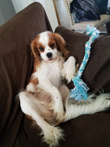 Pensacola Pet Resort Too