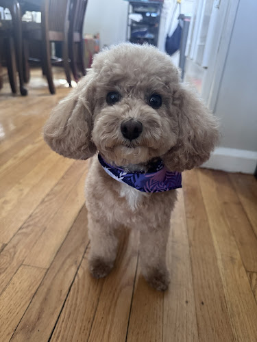 Perfect Paws Grooming