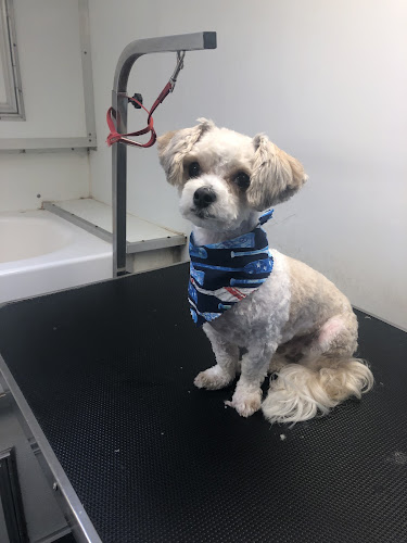 Perfect Pooch Mobile Salon