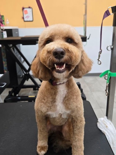 Pet Evolution - Frisco, TX - Grooming | Self-Wash | Healthy Food | Mobile Nail Trim