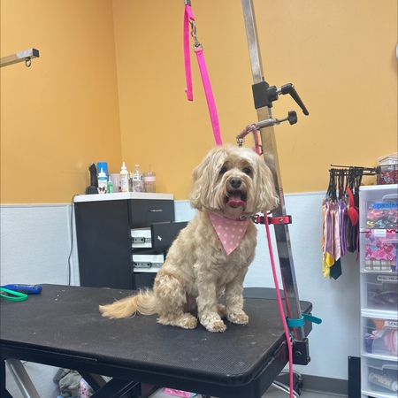 Pet Evolution - McKinney, TX - Grooming | Self-Wash | Healthy Food | Mobile Nail Trim