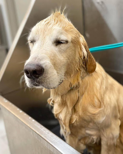 Pet Evolution - St. Louis Park, MN - Grooming | Self-Wash | Healthy Food | Mobile Nail Trim