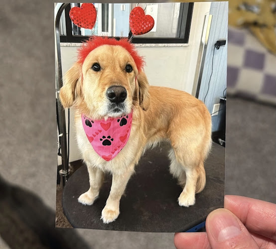 Pet Fresh Dog Wash & Grooming Salon