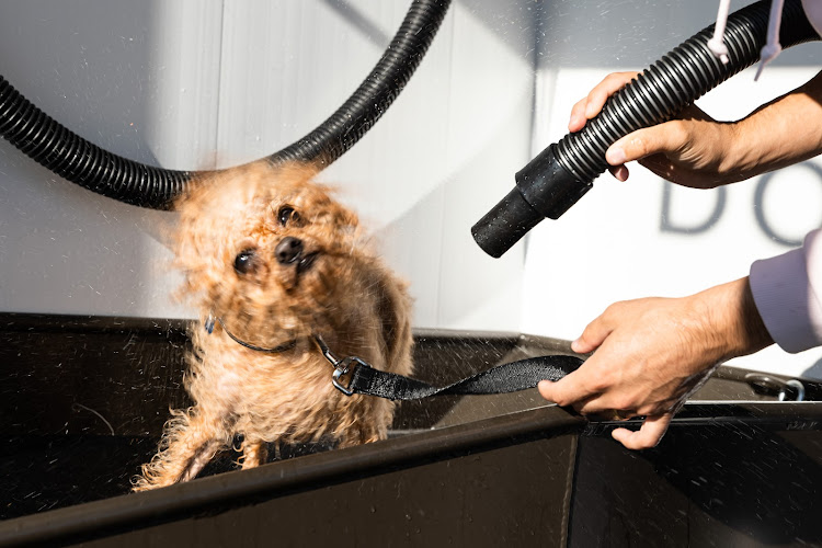 Pet Fresh Dog Wash