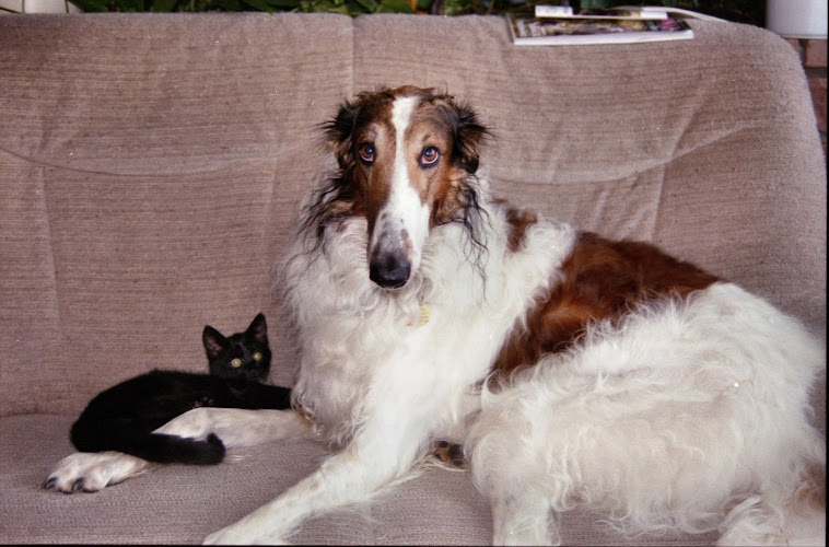 Pet Groom New York City in Home - Dog & Cat Grooming