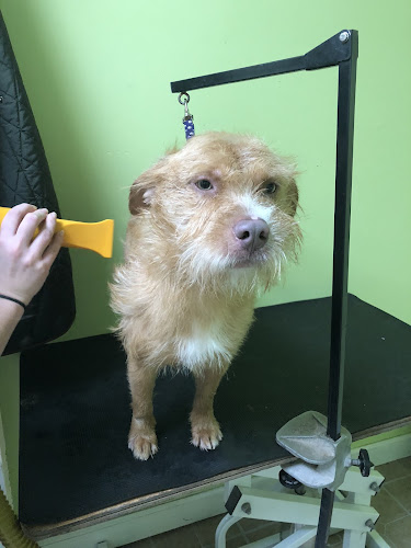 Pet Grooming by Amie