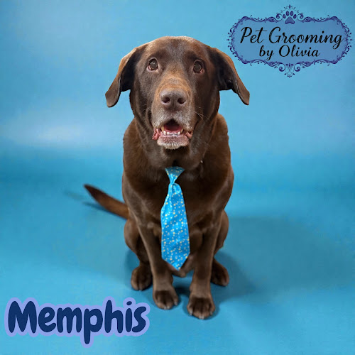 Pet Grooming by Olivia