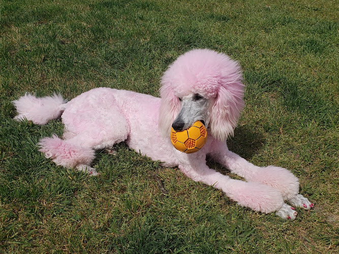 Pet Grooming by Paul and Alice