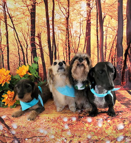 Pet Grooming by Priscilla