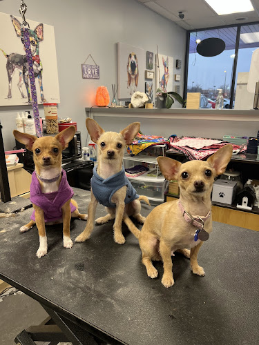 Pet Grooming By Teena