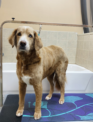 Pet Grooming with Kate