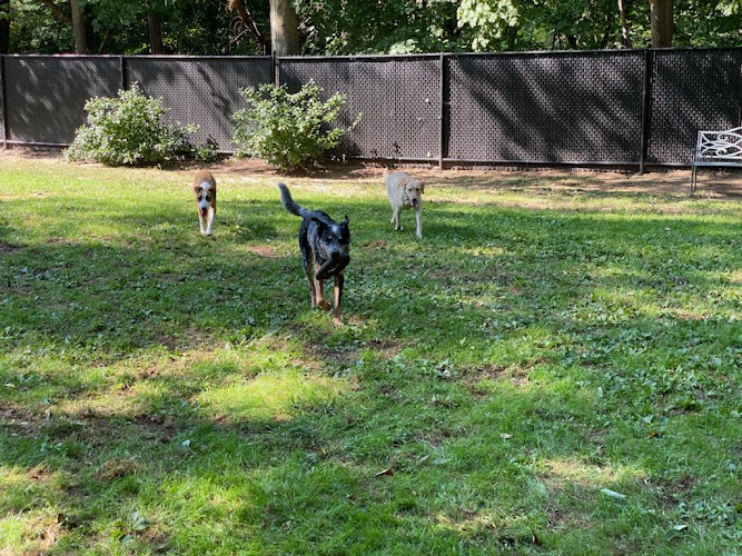 Pet Lodge and Day Spa