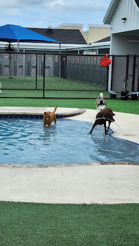 Pet Paradise Lake Nona
