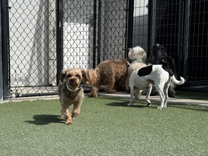 Pet Paradise Ormond Beach