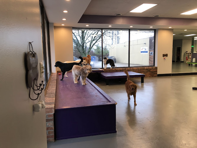 Pet Paws Luxury Grooming Salon