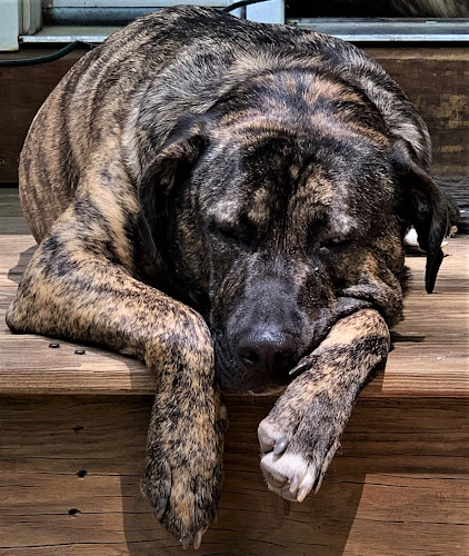 Pet Peeves Dog Grooming