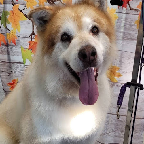 Pet Services by Morgan