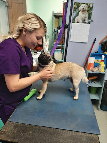 Pet Sit & Style Dog & Cat Grooming & Pet Boarding