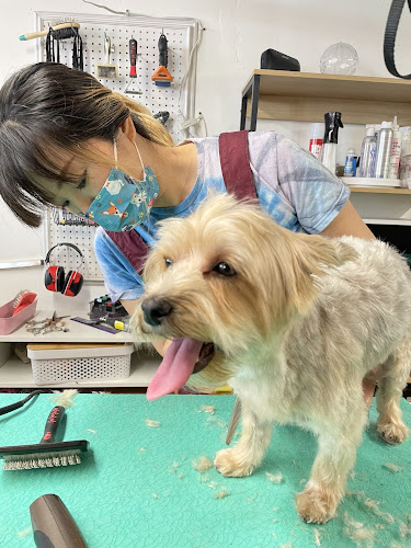Pet Spa Dog Grooming