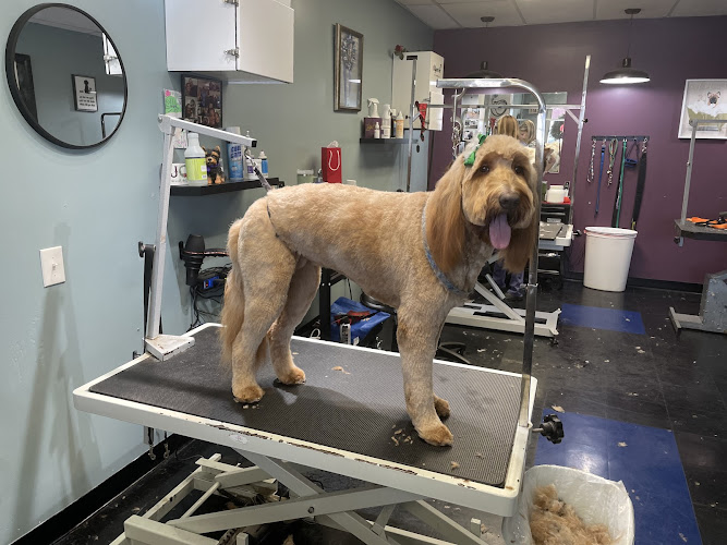 Pet Spa & Grooming