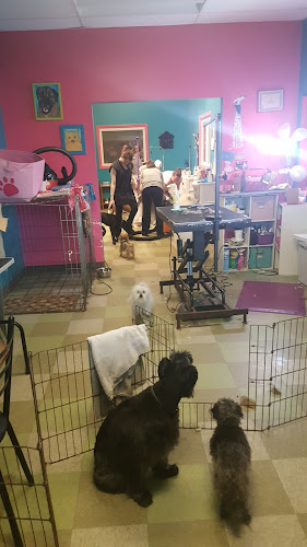 Pet Spa Paws and Play