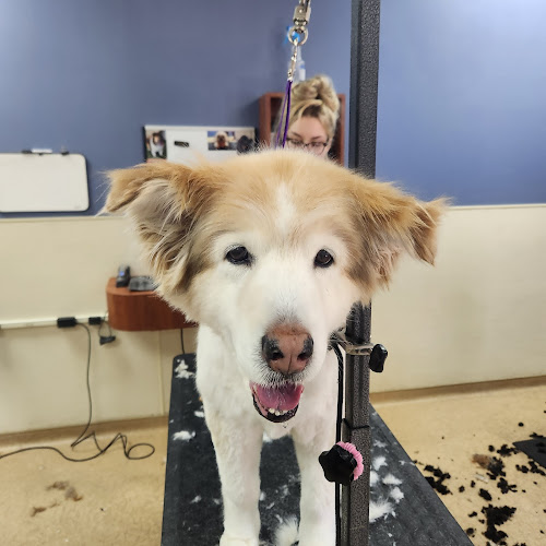 Pet Spas Pamper & Play