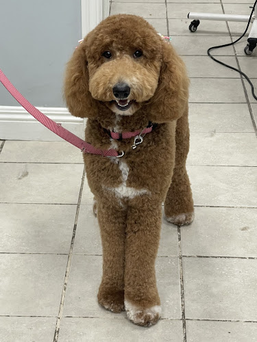 Pet Star Grooming (Bow & Meow)