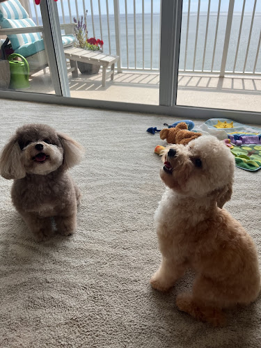 Pet Styles By Cherry