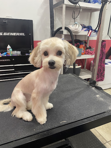 Pet Styles by Sharon