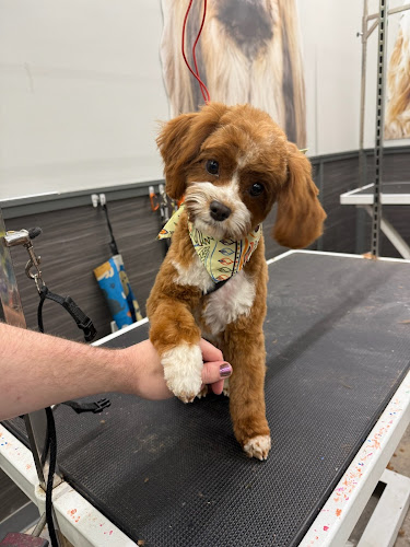 Pet Supplies Plus Charlotte - Elizabeth Grooming