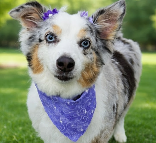 Pet Supplies Plus Clarksburg Grooming