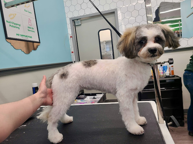 Pet Supplies Plus Las Vegas - Rainbow Blvd. Grooming