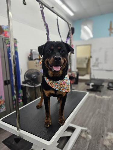 Pet Supplies Plus Quincy Grooming