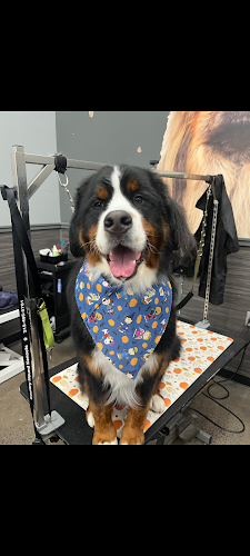 Pet Supplies Plus Rome Grooming