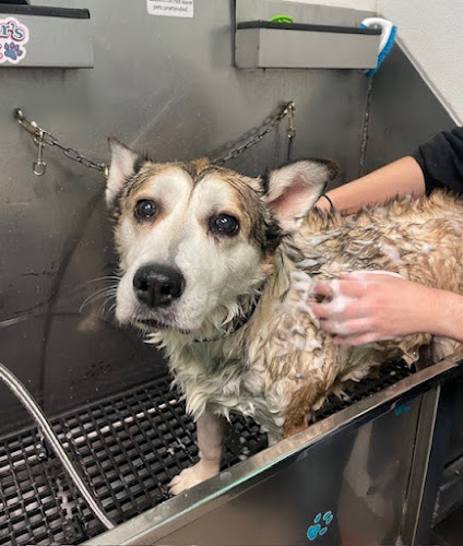 Pet Supplies Plus South Portland Grooming