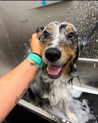 Pet Supplies Plus St. Johns Grooming