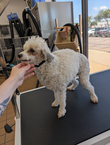 Pet Supplies Plus Virginia Beach Grooming