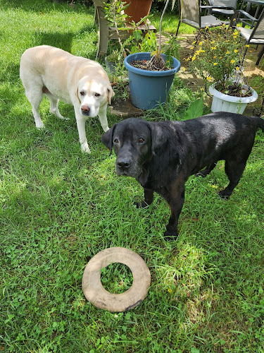 Pet Tracks Pet Services