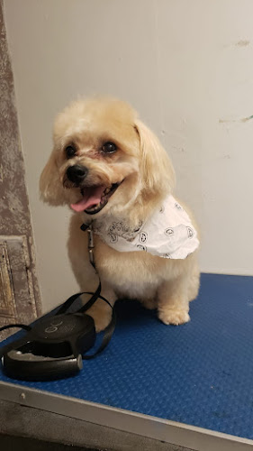 Pet Zone | Grooming Mobile Services LLC.