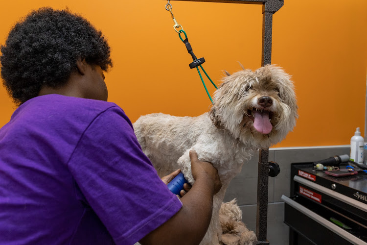 petbar Boutique - Oak Forest