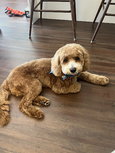 Petiquette Boutique and Spa