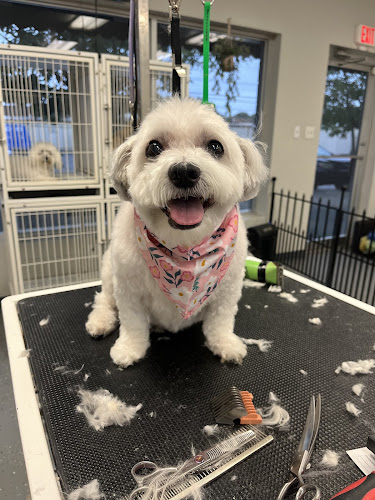 Petitude Grooming Salon