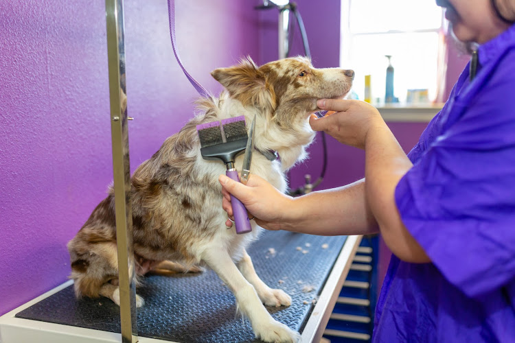 PetQuest Spa & Hotel