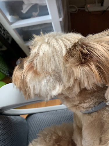 Pets and the City Shop