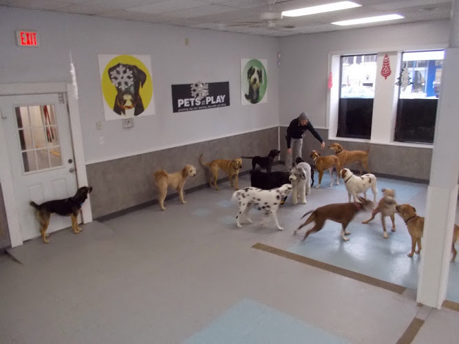 Pets At Play - DogServices Church Hill