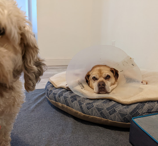 Pets First Animal Clinic