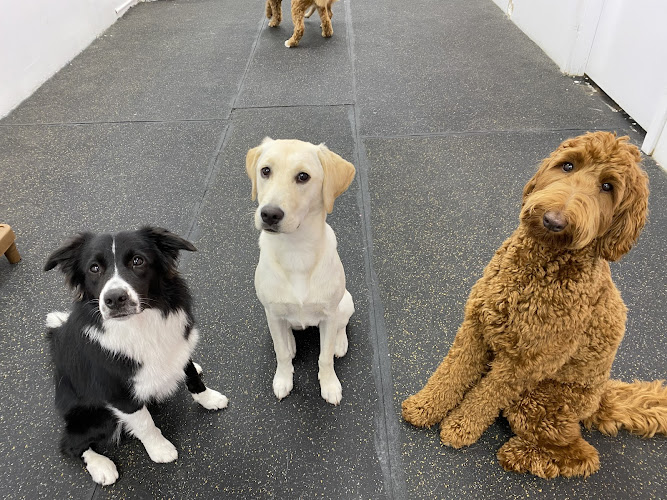 Pets in the City – Honolulu